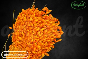 Briza maxima orange (G)