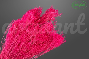 Broom Ciclam