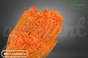 Broom orange pastel