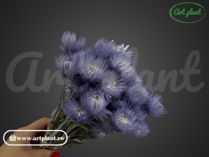 Buchet capblume Lila - Img 3