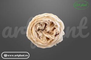 Bujor criogenat Alb-Crem – floare stabilizată natural | Art Plant