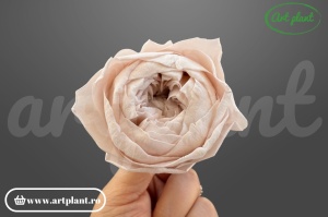 Bujori Criogenați Blush Pale Pink Pin79