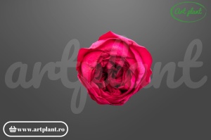 Bujor criogenat Cyclam Închis – floare stabilizată natural | Art Plant