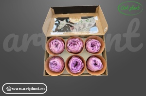 Bujor stabilizat natural din Ecuador, diametru 5 cm, înălțime 4 cm, 1 bucată