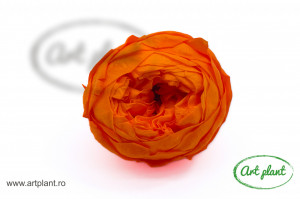 Bujori Criogenați Orange Ora99