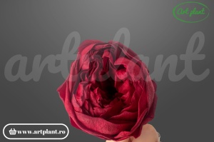 Bujori Criogenați Rosu Red01
