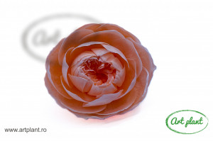 Bujori Criogenați XXL Peach Pea99