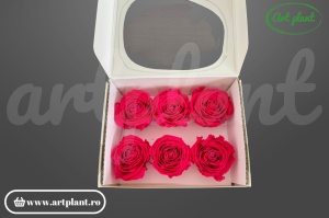 Buttercup Stabilizat Chery Blush din Ecuador, Ø 4–4.5 cm • Înălțime 3–3.5 cm, 6 buc