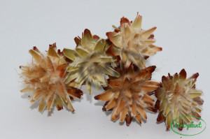 Cap plumosum natur