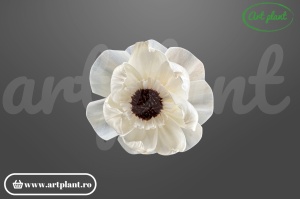 Cap anemonă sola dublă 10 cm cu petale pe două niveluri și centru brun, floare decorativă din lemn de sola