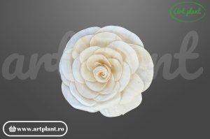 Cap begonie sola 10 cm cu petale ondulate și asimetrice, floare decorativă naturală din lemn de sola