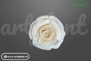Cap begonie sola 6 cm cu petale ondulate și asimetrice, floare decorativă naturală din lemn de sola