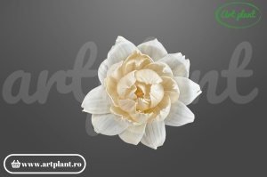 Cap boboc bujor sola 8 cm în formă de boboc, floare decorativă romantică din lemn de sola