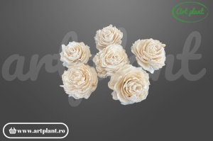 Cap bujor sola 8 cm cu petale dense stratificate, floare decorativă albă din lemn de sola
