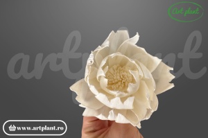 Capete Bujori Sola 8 cm
