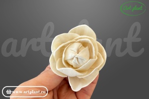 Capete camelie sola 6 cm