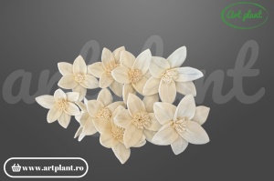 Cap crin Star Gazer sola 6 cm cu petale recurvate, floare decorativă exotică din lemn de sola