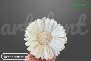 Capete floarea soarelui sola 10cm