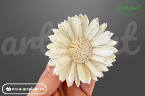 Capete floarea soarelui sola 4cm