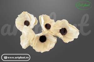 Capete mac sola 10 cm
