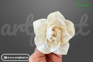 Cap magnolie sola 8 cm cu petale mari în cupă deschisă, floare decorativă elegantă din lemn de sola