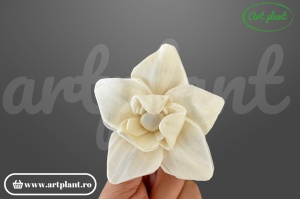Capete magnolie stelata sola 6cm