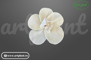 Cap orhidee new sola 10 cm model modern cu proporții fine, floare decorativă contemporană din lemn de sola