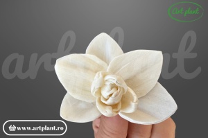 Capete orhidee old sola 6cm,