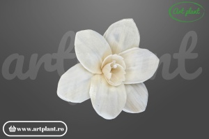 Cap orhidee pollen sola 8 cm cu centru pollen distinct, floare decorativă premium din lemn de sola