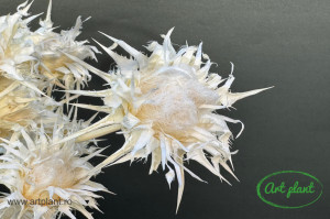 Ciuline Cardoon Alb / Crem - Img 2