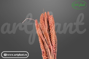 Ciumiza roz prafuit