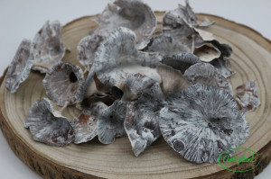 Ciuperci coltricia albite