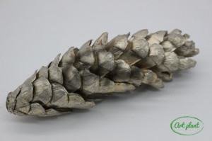 Conuri de pin australian champagne