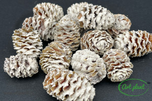 Conuri meridianum albite