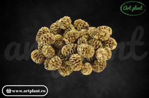 Conuri meridianum aurii - Img 1
