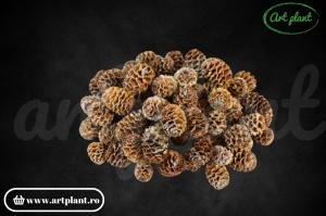 Conuri meridianum natur