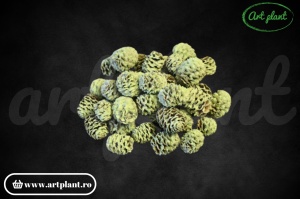 Conuri meridianum verde deschis