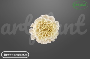 Dalia Mini Crem