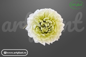 Dalie criogenată alb-verde 6-10cm - Art Plant