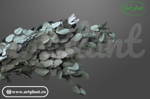 Eucalipt Cinerea Green