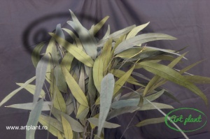Eucalipt Globus Verde - Img 1