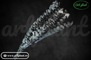 Eucalipt Spiral Green Blue - Img 1