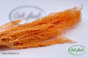 Feriga pteridium orange