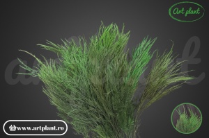 Ferigă Tree Tiki Criogenată Green