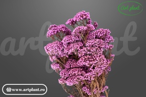 Floare de Orez Criogenata Lila