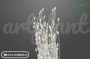 Floratina albă vopsită (G)