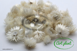 Flori paie capblume albe - Img 2