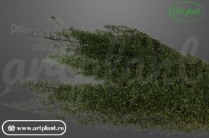 Foxtail Green