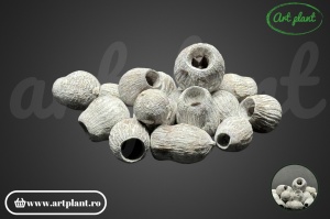 Fructe eucalipt clopot gri