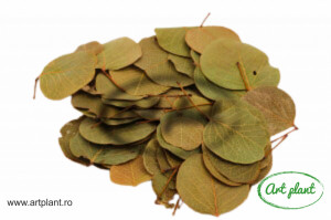 Frunze Moneta Verde Natural